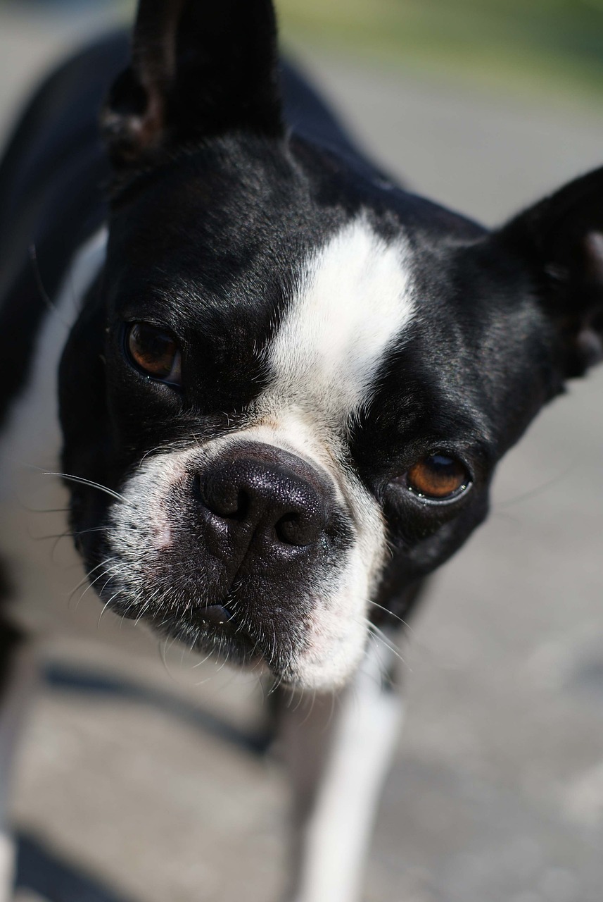 Boston Terrier